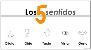 los-5 cinco sentidos