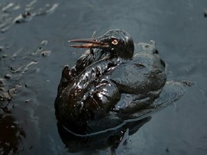 oil-spill-animals-bird-5