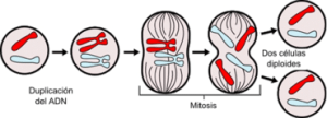 mitosis1